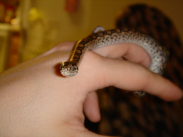 female crb