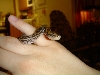 male crb
