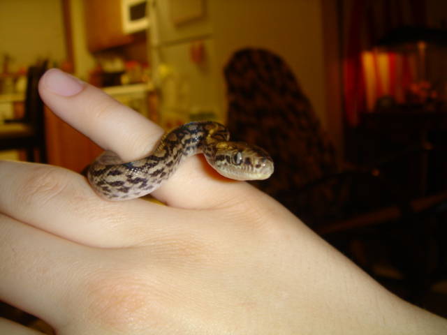 male crb