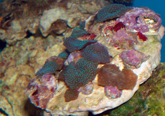 Saltwater - Austin Aquariums