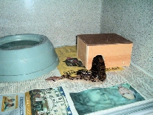 my first boa