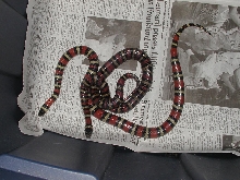 1.1 '03 Ruthven's Kingsnake Het. Albino