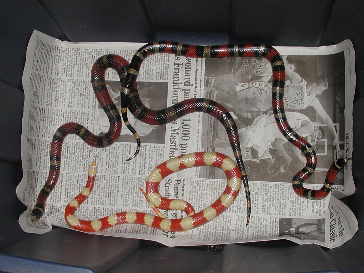 1.2 '03 Nelson's Milks, Albino and Hets