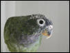 Norbert 1
