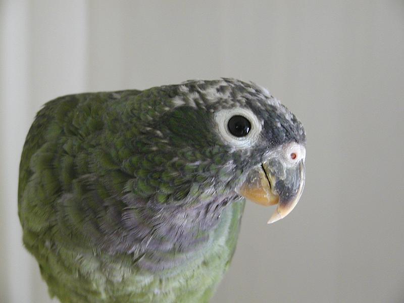 Norbert 1