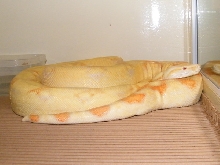 BCI ALBINO