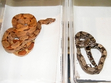 100% het albino