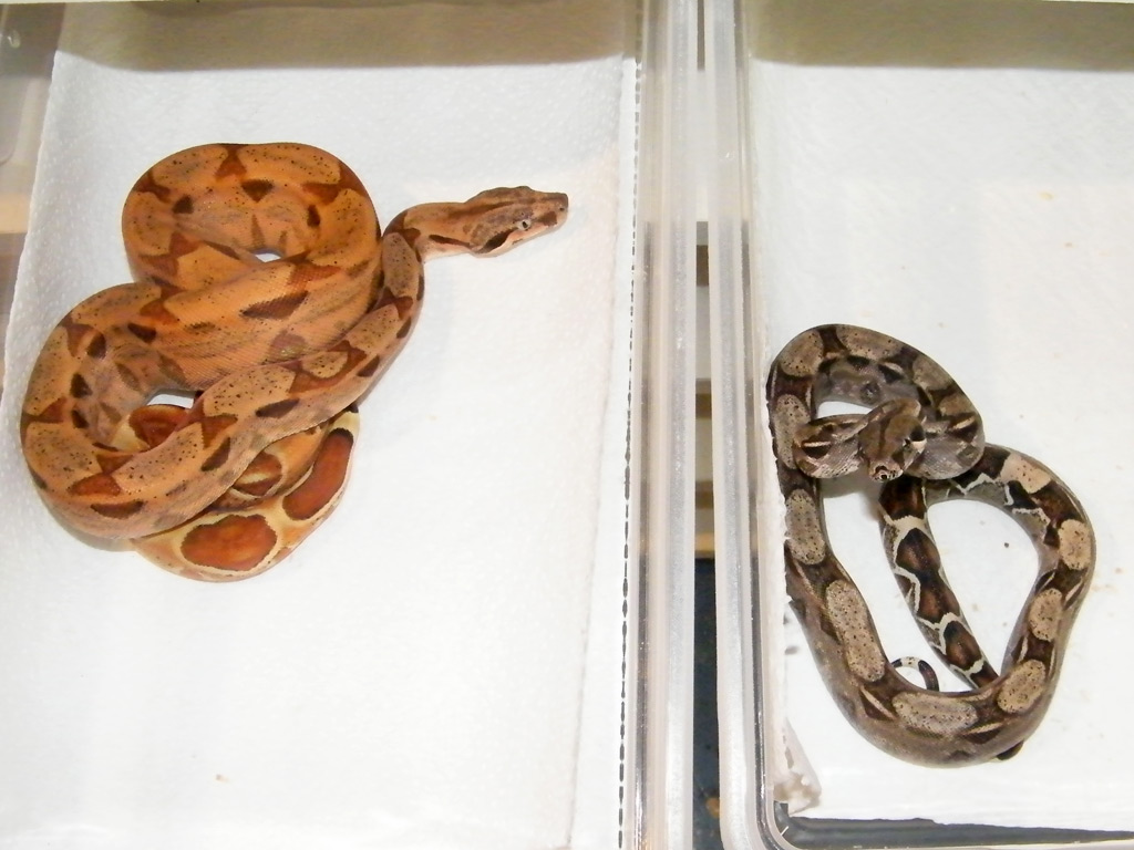 100% het albino