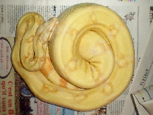 BCI albino