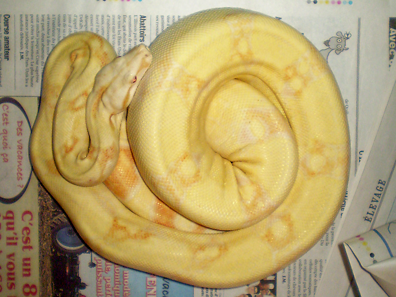 BCI albino