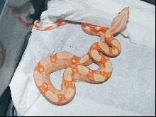 Albino