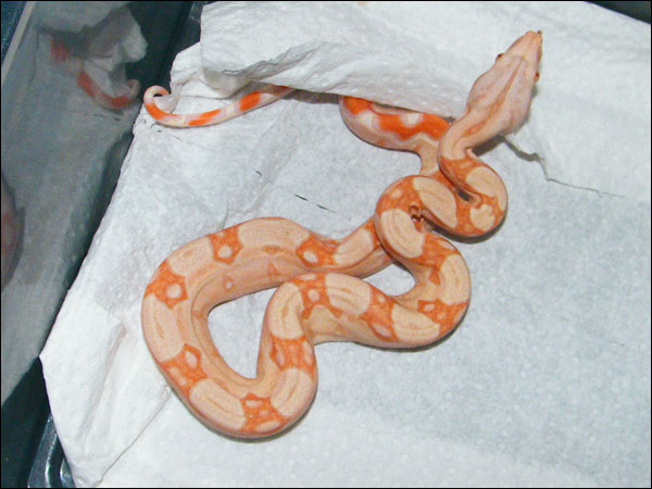 Albino