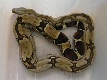 2008 Striped BCC