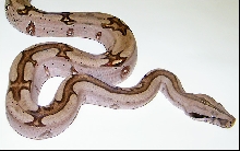 BCC aberrant