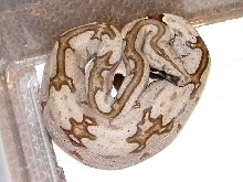 BCC