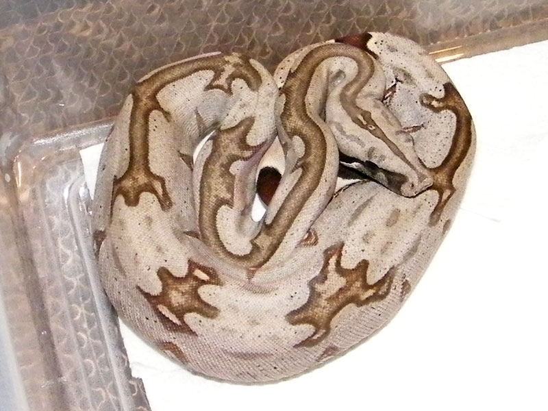 BCC