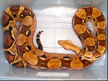 BCI pastel