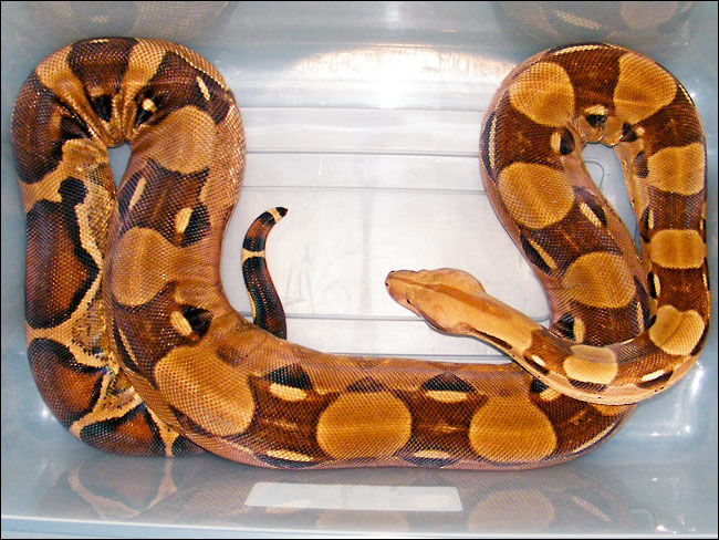 BCI pastel