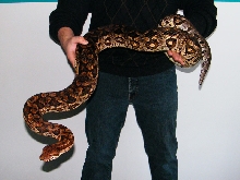 dumeril's boa