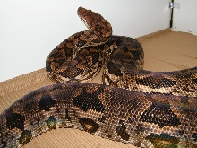 Dumeril boa
