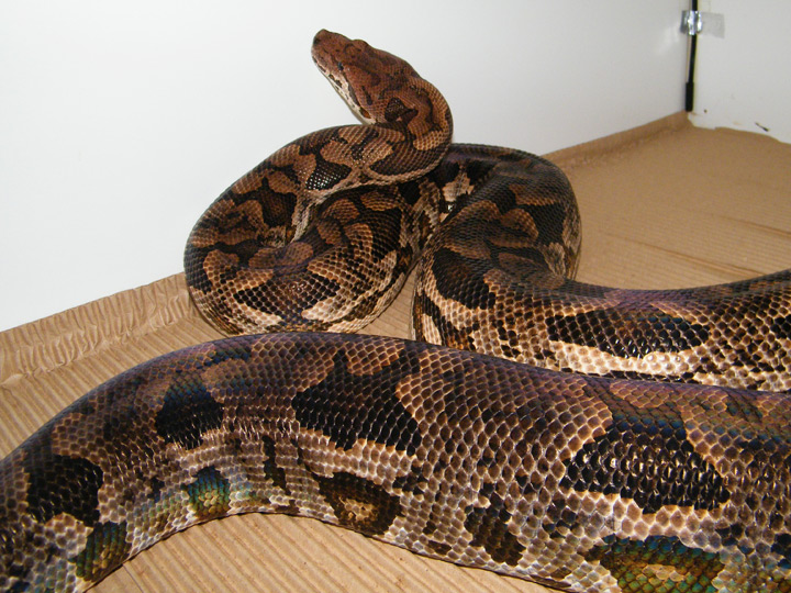 Dumeril boa