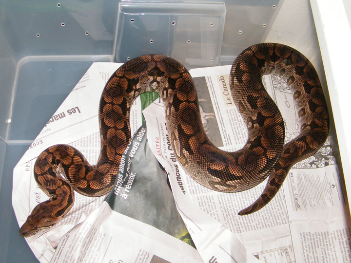 Dumeril boa