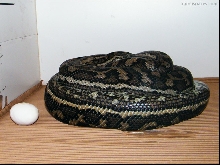 Coastal Carpet Python