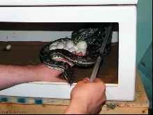 Coastal Carpet Python
