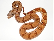 Hypo