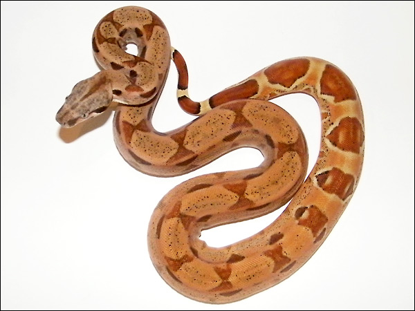 Hypo