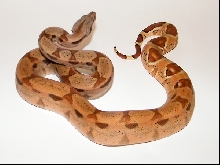 Hypo