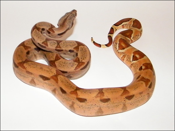 Hypo