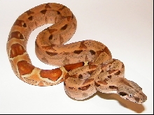 Hypo