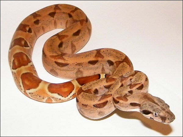 Hypo