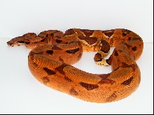 BCI hypo
