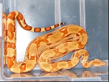 BCI hypo
