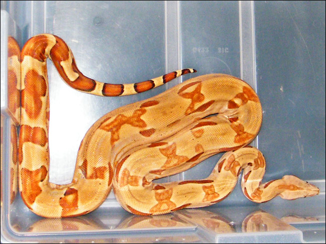 BCI hypo