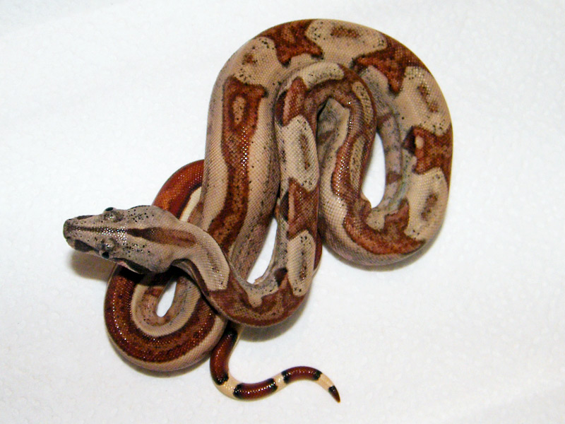 Striped hypo