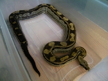 Motley het albino