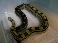 Motley het albino