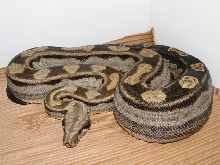 Motley boa