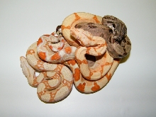 Albino, Sunglow and Hypo