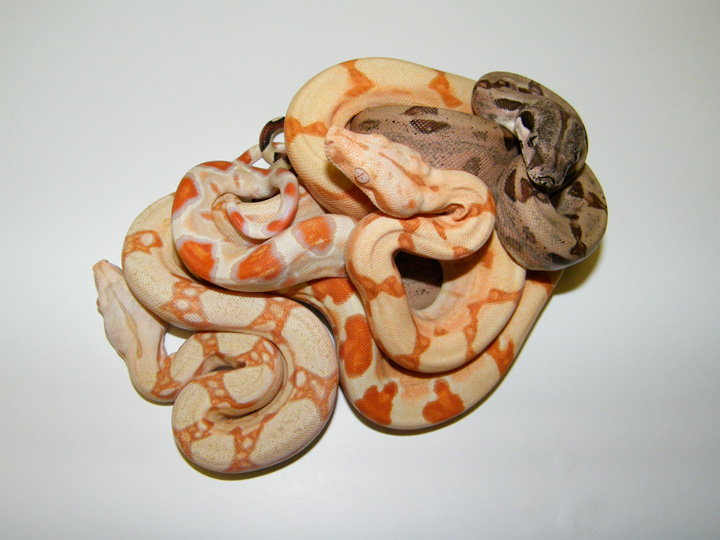 Albino, Sunglow and Hypo