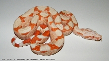 2011 sunglow boa