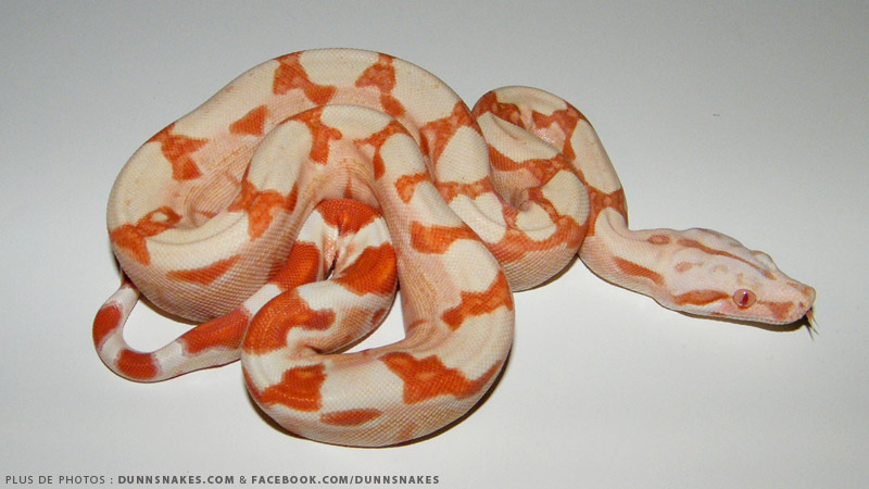 2011 sunglow boa