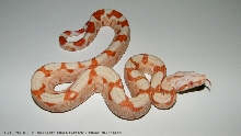 Bci sunglow
