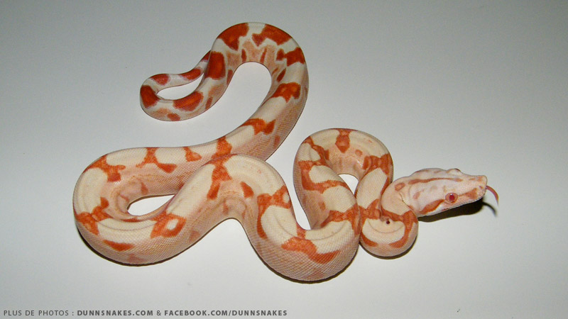 Bci sunglow