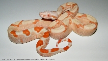 2011 sunglow boa