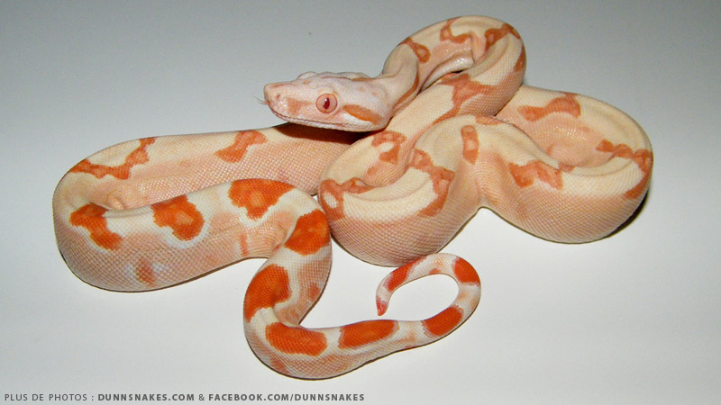 2011 sunglow boa