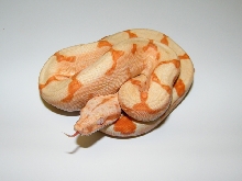 SUNGLOW BOA
